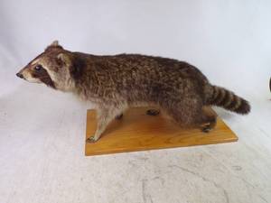 Very Cool Taxidermy Raccoon