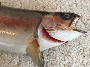 lot 316 image: Cut Throat Trout Wall Mount Taxidermy Piece