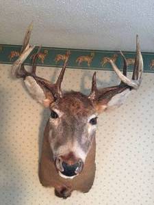 lot 326 image: 10 Point Buck Mount
