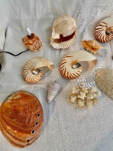 lot 363 image: Sea Shells