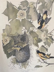 lot 340 image: Vintage Framed Print by John J. Audubon