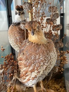 lot 223 image: Wilderness Creations Taxidermy Table Lamp