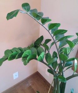 lot 197 image: Large Houseplant