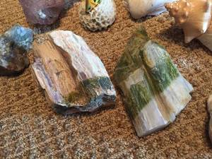 lot 332 image: Sea Shells, Coral and Petrified Wood