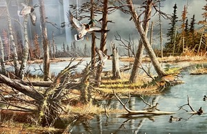 lot 63 image: Ken Zylla Framed Wildlife Art
