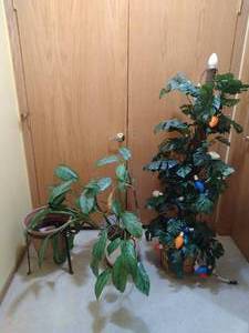 lot 48 image: Plants and Planter