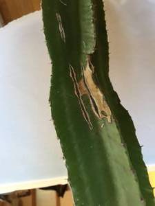 43 Inch Potted Cactus