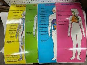 lot 46 image: Laminated Doctor Health Chart Diagrams