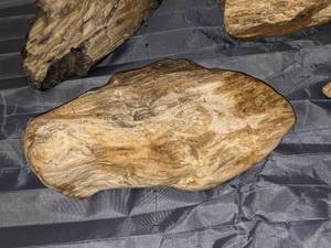 lot 172 image: Unique & Interesting Petrified Wood Pieces