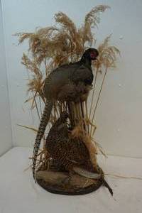 Pheasant mount