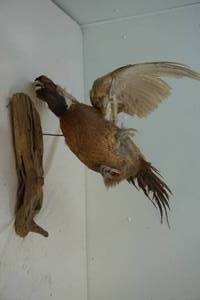 Pheasant mount