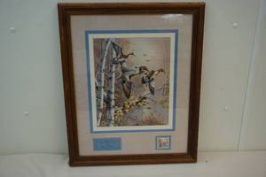 Green winged teal print