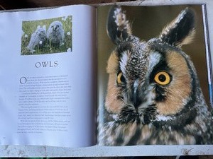 Coffee Table Book- Birds of Prey Book by Paul D. Frost