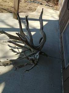lot 37 image: Large Piece of Twisted Driftwood