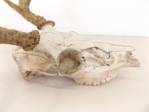Genuine Animal Skull with Horns Wall Hanger