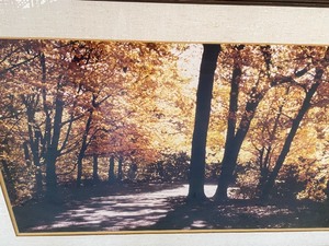 Autumn Scene Framed Print
