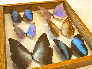 Beautiful Framed Taxidermy Butterflies