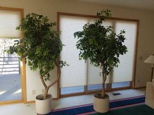 lot 25 image: Vintage Decorative Ficus Tree