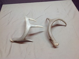 lot 30 image: Antlers