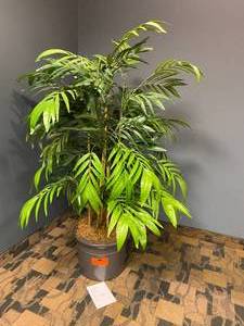 lot 15 image: 63 Tall Office Plant