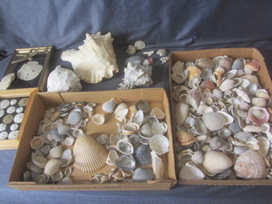 lot 311 image: Sea shells...