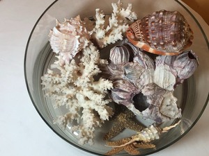 lot 66 image: Glass Bowl with Coral & Shells