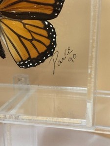 lot 69 image: Beautiful Taxidermy Monarchs