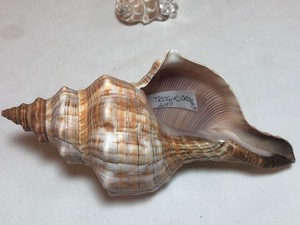 lot 62 image: Seashells, Picture, Various Shells & Tortoise Carving