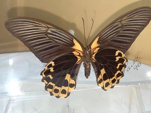 lot 69A image: Taxidermy Butterflies