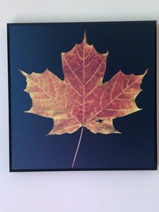 lot 140 image: Three Decorative Leaf Pictures