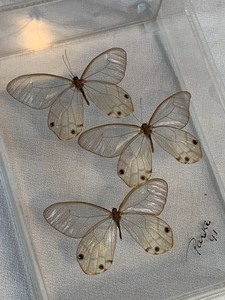 lot 220 image: Taxidermy Butterflies