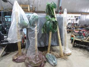 lot 18 image: Lot of Decorative Palm Trees