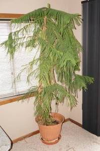 Potted Norfolk Pine