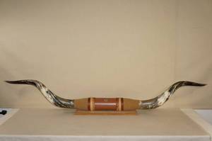 lot 3 image: Polished Longhorn Mount - 68 Wide