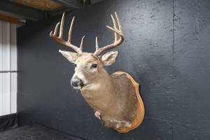 lot 26 image: WHITETAIL DEER MOUNT