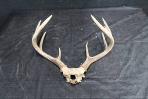 lot 29 image: WHITETAIL DEER RACK