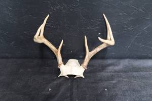 lot 30 image: WHITETAIL DEER RACK