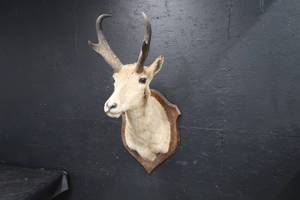 lot 31 image: PRONGHORN MOUNT
