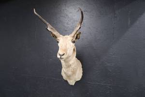 lot 32 image: PRONGHORN MOUNT