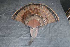 lot 34 image: TURKEY FAN MOUNT