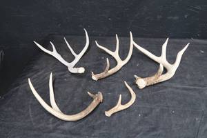 lot 35 image: WHITETAIL ANTLERS