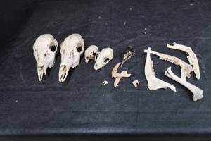 lot 36 image: ANIMAL SKULLS