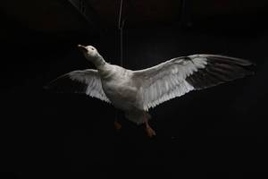 lot 37 image: SNOW GOOSE MOUNT