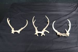 lot 111 image: HUNTING RACKS