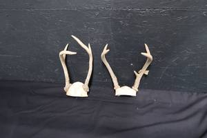 lot 112 image: HUNTING RACKS