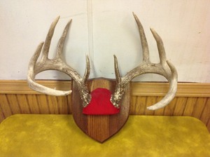 lot 38 image: Framed Antlers