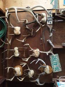 Eleven Pairs Of Antlers On Wall