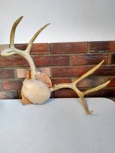 Antlers
