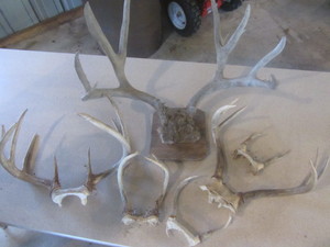 lot 410 image: Deer Antlers