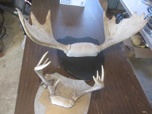 lot 426 image: Moose & Deer Antlers